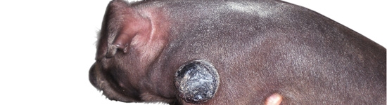 Lech&oacute;n con melanoma