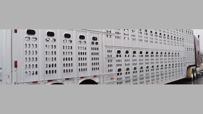 Camión transporte cerdos en USA