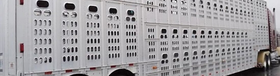 Camión transporte cerdos en USA