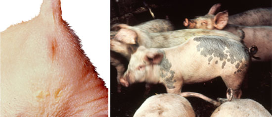 Atresia - la inviabilidad conduce a la muerte y a la pérdida económica. 	 Cifosis - común en algunas explotaciones aunque la mayoría de cerdos sobreviven y crecen normalmente.