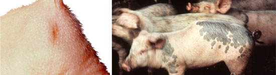 Atresia - la inviabilidad conduce a la muerte y a la pérdida económica. 	 Cifosis - común en algunas explotaciones aunque la mayoría de cerdos sobreviven y crecen normalmente.