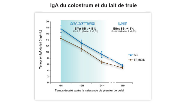 Les défenses du porcelet dans les premiers jours de vie dépendent de la quantité de colostrum ingéré et de la teneur en IgG de ce dernier