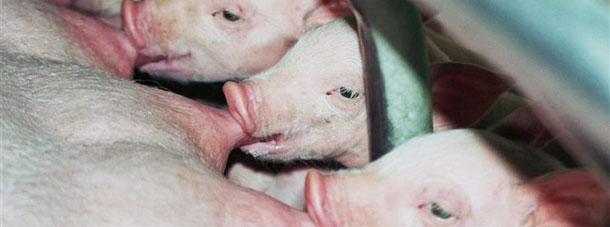 Levucell® SB améliore les qualités immunes du colostrum chez la truie