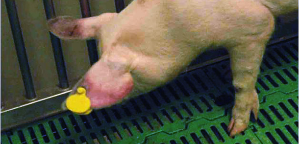 Cerdo afectado por PPA con cianosis en las orejas.