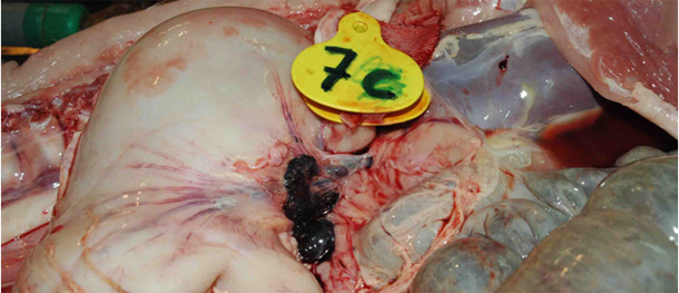 Ganglios gastrohepáticos totalmente hemorrágicos en la cavidad abdominal de un cerdo afectado por PPA.