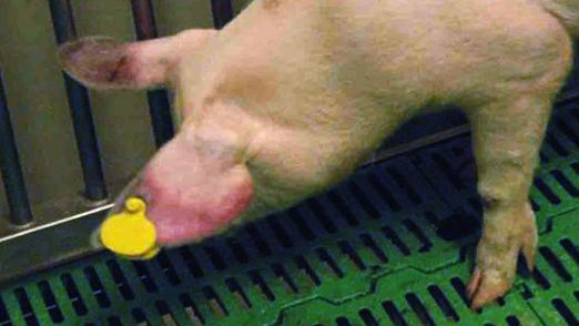 Cerdo afectado por PPA con cianosis en las orejas.