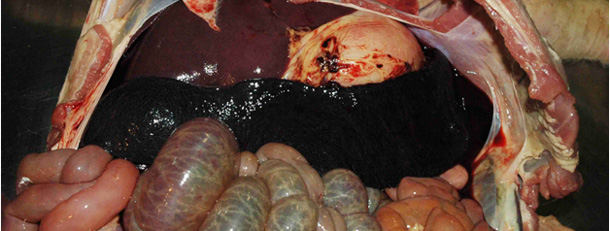 Imagen característica de bazo hemorrágico aumentado de tamaño en un cerdo afectado por PPA.