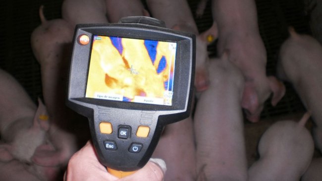 Diagnóstico termográfico: utilidades prácticas en granja