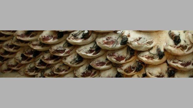 Los jamones magros para salar se venden más baratos que el cerdo en canal.