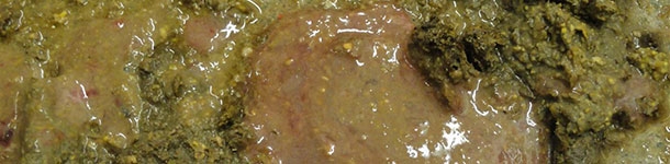 Diarrea con sangre y moco de un cerdo infectado con Brachyspira hyodysenteriae