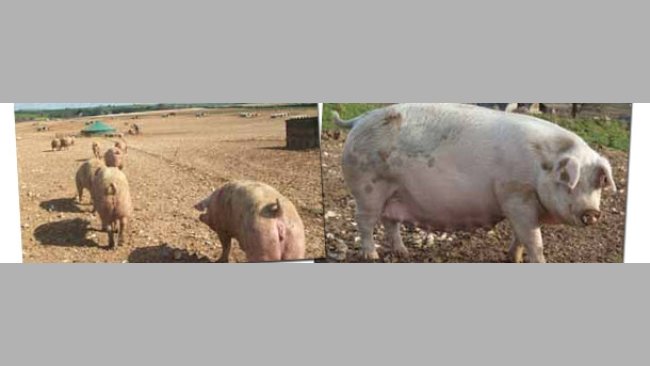 Producción porcina en Gran Bretaña