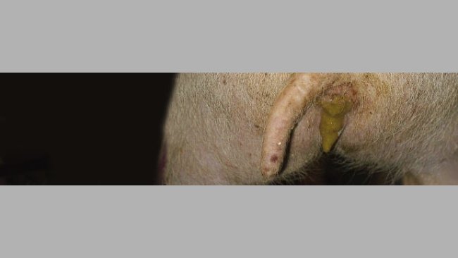 Causas de diarrea en cerdos por edades