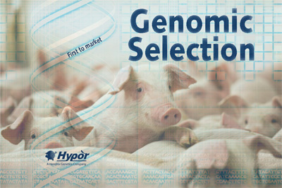 Hypor, los primeros en Selección Genómica