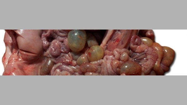 Necropsia de un lechón afectado, nótese la dilatación de las asas del intestino delgado y grueso.