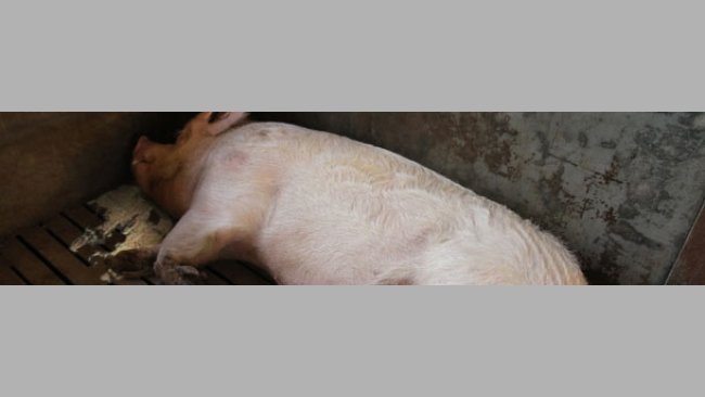 Causas de vómitos en cerdos por edades