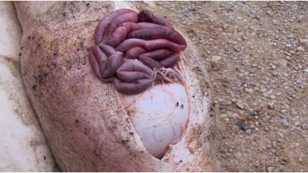 Necropsia de un cerdo afectado por &uacute;lcera g&aacute;strica