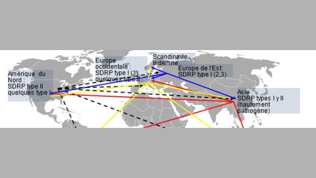 Distribution mondiale du SDRP et transmission intercontinentale hypothétique