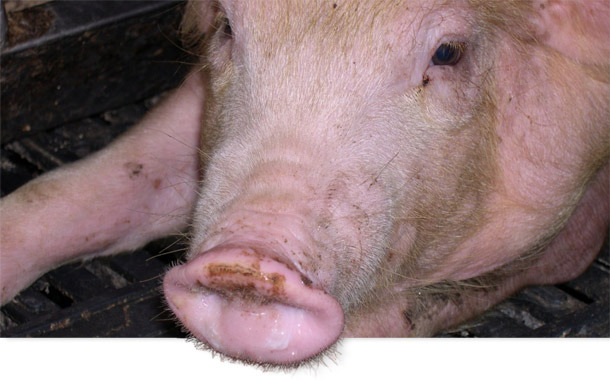 Des cas de SDRP et de grippe porcine ont été détectés sur des porcs de 6 semaines