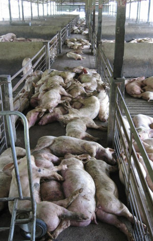 Il y avait beaucoup de porcs morts et mourants dans les bâtiments d'engraissement atteints.
