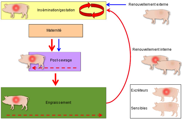 Mécanisme de perpétuation de l'infection par le SDRP dans un élevage de reproduction