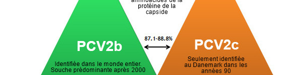 Principaux g&eacute;notypes du PCV2