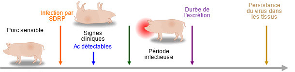 Capacit&eacute; des outils de diagnostic pour d&eacute;tecter les antig&egrave;nes ou les anticorps du SDRP pendant l'infection