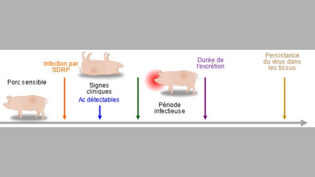 Capacité des outils de diagnostic pour détecter les antigènes ou les anticorps du SDRP pendant l'infection