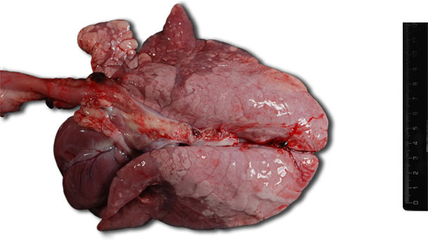 Consolidation pulmonaire cranio-ventrale bilatérale