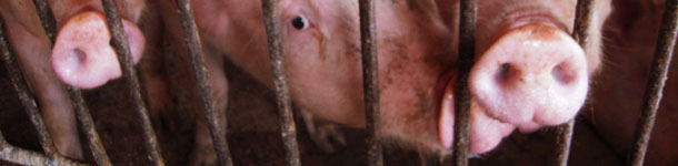 Cerdas j&oacute;venes