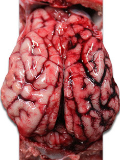 Cervello suinetto. Congestione dei vasi venosi nell’emisfero cerebrale destro.