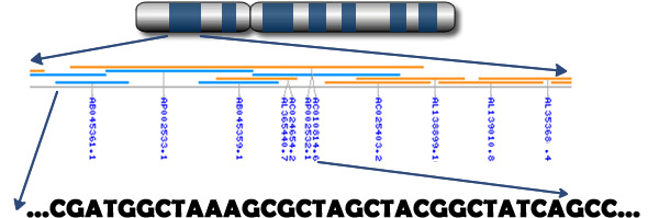 De cromosomas a genes a nucleótidos