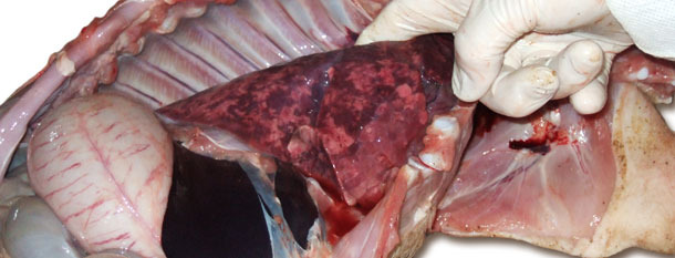 Poumons dilatés, non collapsés de consistance gommeuse et de couleur inégale correpondant à une pneumonie intersticielle