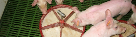 Pr&eacute;paration de bouillies