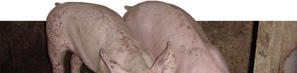 Porcelets atteints de MAD et de PDNS