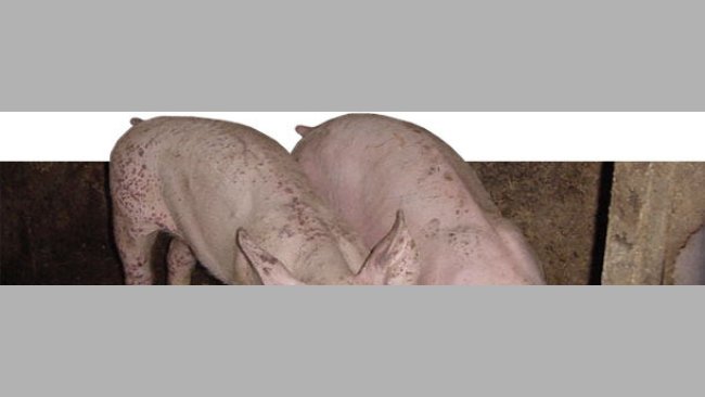 Porcelets atteints de MAD et de PDNS