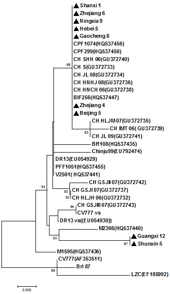 Arbre phylogéntique du gène ORF 3 d'isolats récents de virus PED dans toute l'Asie.