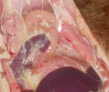 Polysérosite observée dans la maladie systémique causée par M. hyorhinis.