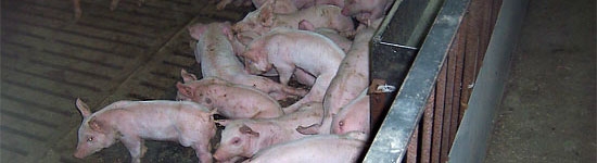Besoins de base du porc en croissance