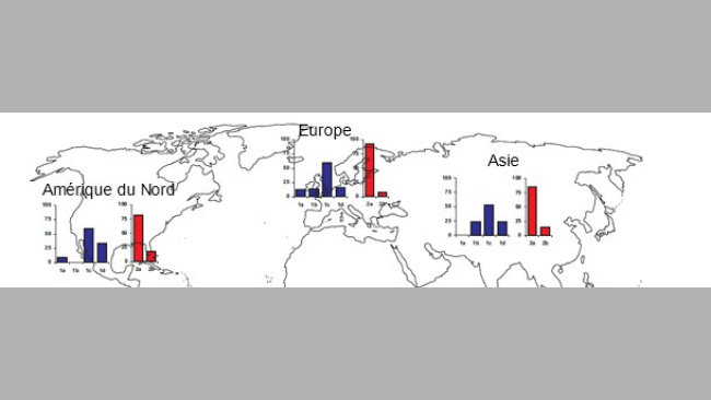 Prévalences géographiques de différentes souches de TTSuV