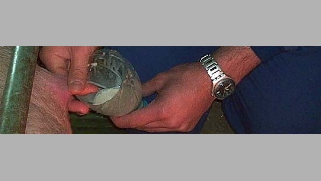Prise de colostrum des porcelets