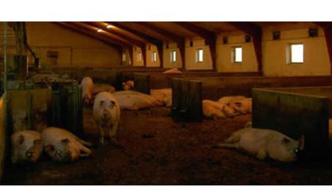 Truies gestantes en groupe