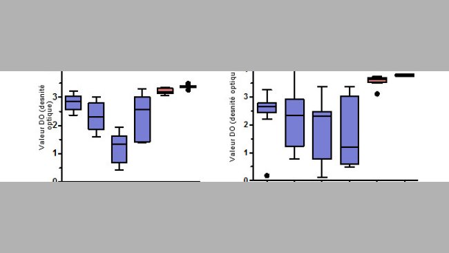 Niveaux d'anticorps IgG spécifiques pour le PCV2 mesurés par ELISA dans le sérum et le colostrum des truies.