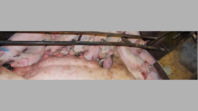 Jusqu'à présent, la génomique a eu peu d'impact sur la production commerciale.