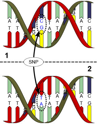La génomique met en rapport les SNPs et la production
