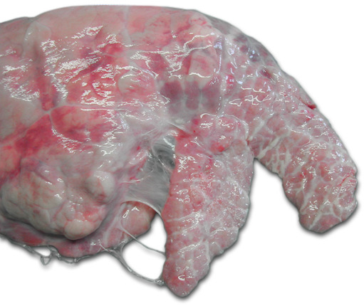 Poumon droit d'un porc. Pleurésie ventro-crâniale chronique qui touche le lobe cardiaque et la partie crâniale du lobe diaphragmatique.