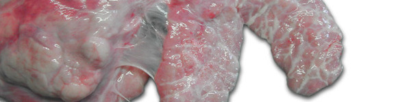 Poumon droit d'un porc. Pleurésie ventro-crâniale chronique qui touche le lobe cardiaque et la partie crâniale du lobe diaphragmatique.