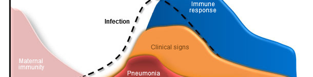 Dynamique d'infection par Mycoplasma hyopneumoniae, signes cliniques et réponse de l'hôte