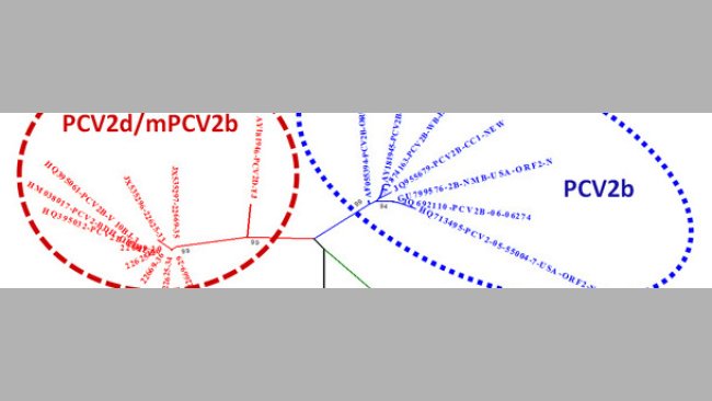 Relation entre les principaux génotypes du PCV2 sur la base de la comparaison des séquences ORF2.