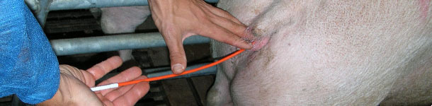 Inseminación artificial en porcino