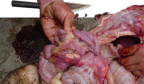 A l'autopsie des porcs atteints, on observe une augmentation de la taille de certains ganglions lymphatiques comme les inguinaux et les mésentériques
